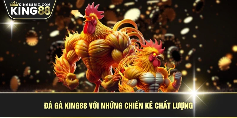 Đá gà KING88 với những chiến kê chất lượng
