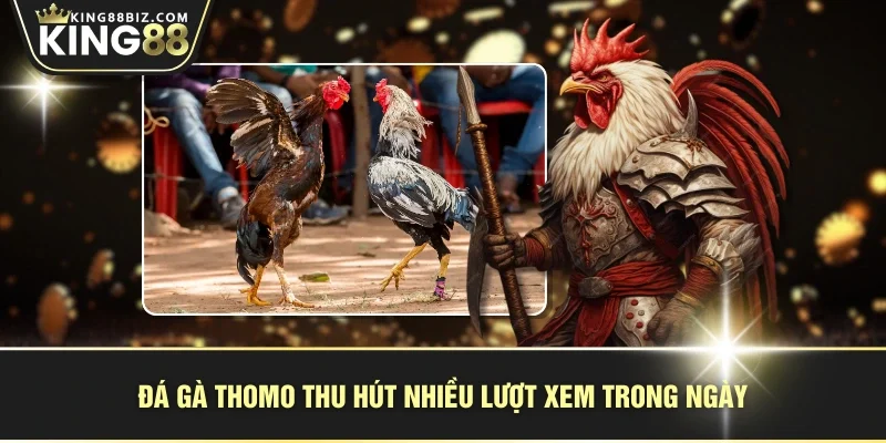 Đá gà Thomo thu hút nhiều lượt xem trong ngày