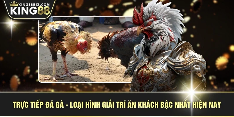 Trực tiếp đá gà - loại hình giải trí ăn khách bậc nhất hiện nay
